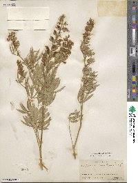 Lupinus argenteus image