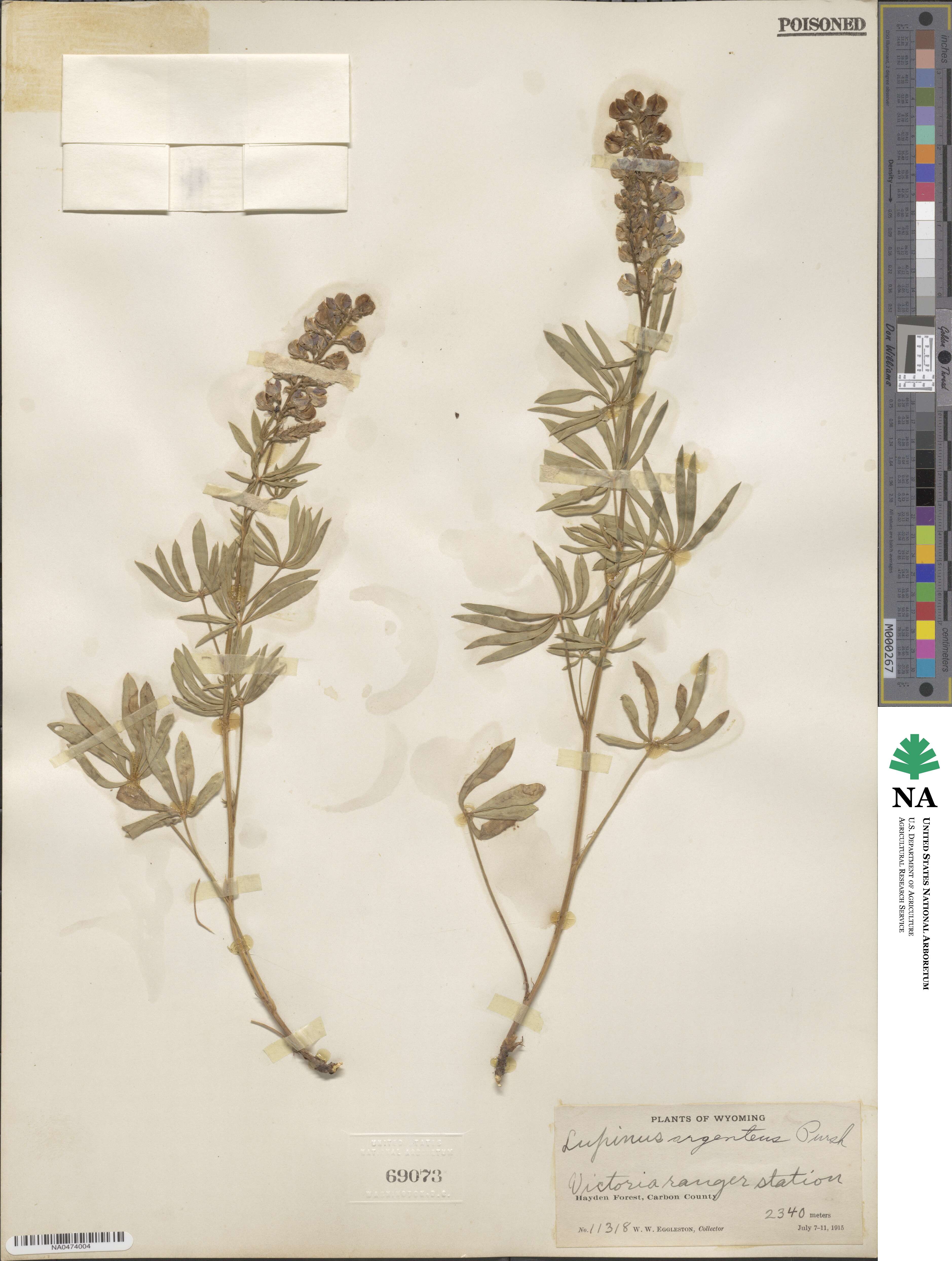 Lupinus argenteus image