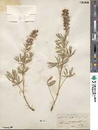 Lupinus argenteus image