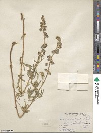 Lupinus argenteus image