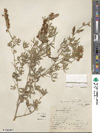 Lupinus argenteus image