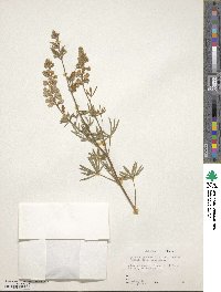 Lupinus argenteus var. laxiflorus image