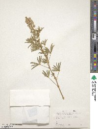 Lupinus argenteus var. laxiflorus image