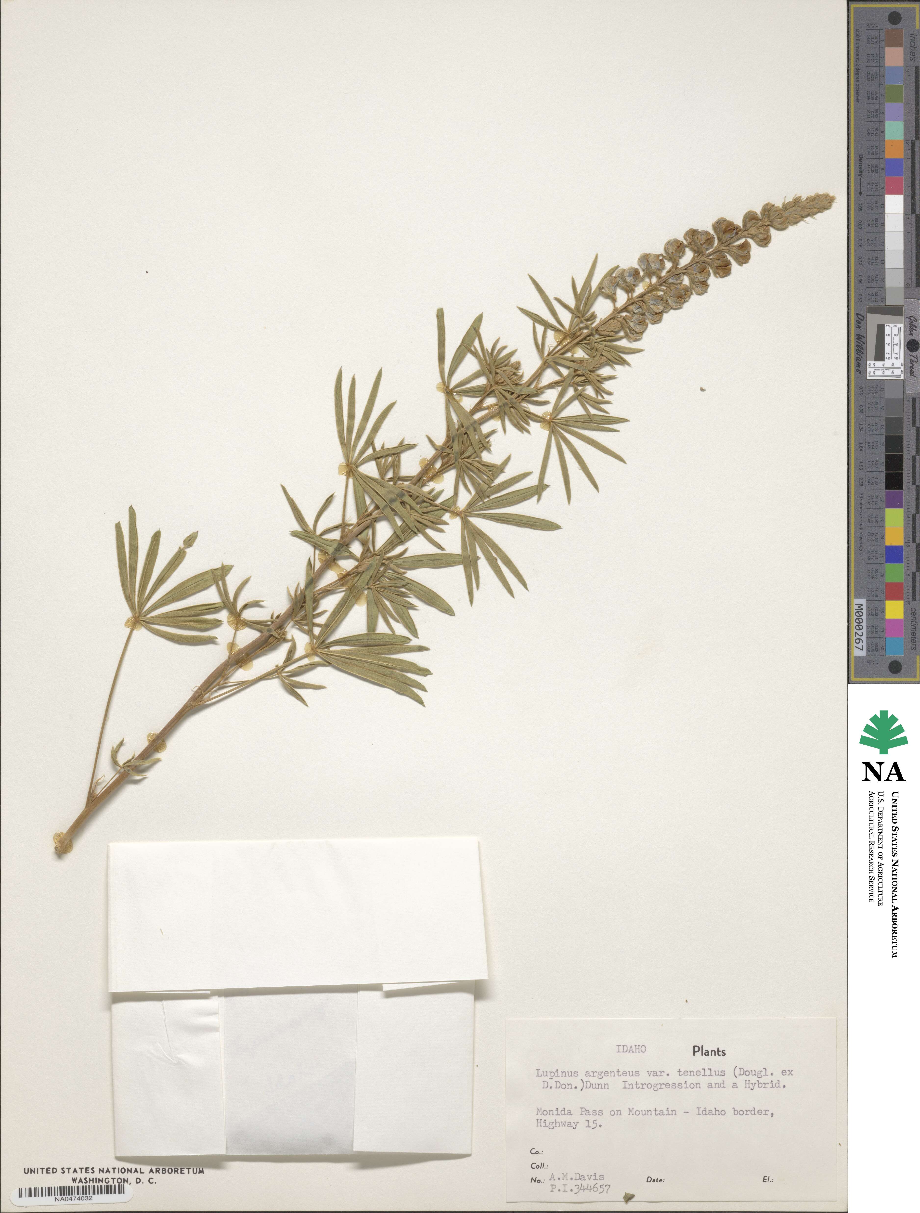 Lupinus argenteus var. laxiflorus image