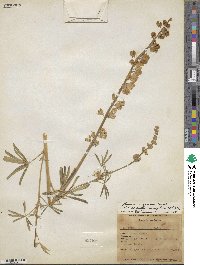 Lupinus argenteus image