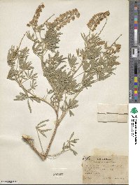 Lupinus argenteus image