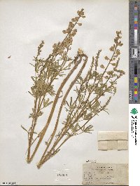 Lupinus argenteus image