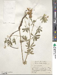 Lupinus argenteus image