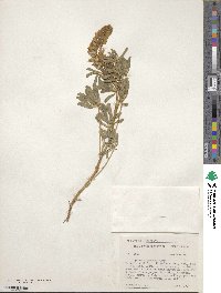 Lupinus argenteus image