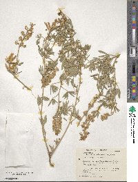 Lupinus argenteus image