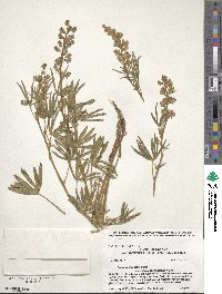 Lupinus argenteus image