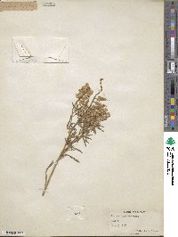 Lupinus argenteus image