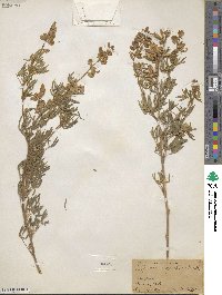 Lupinus argenteus image