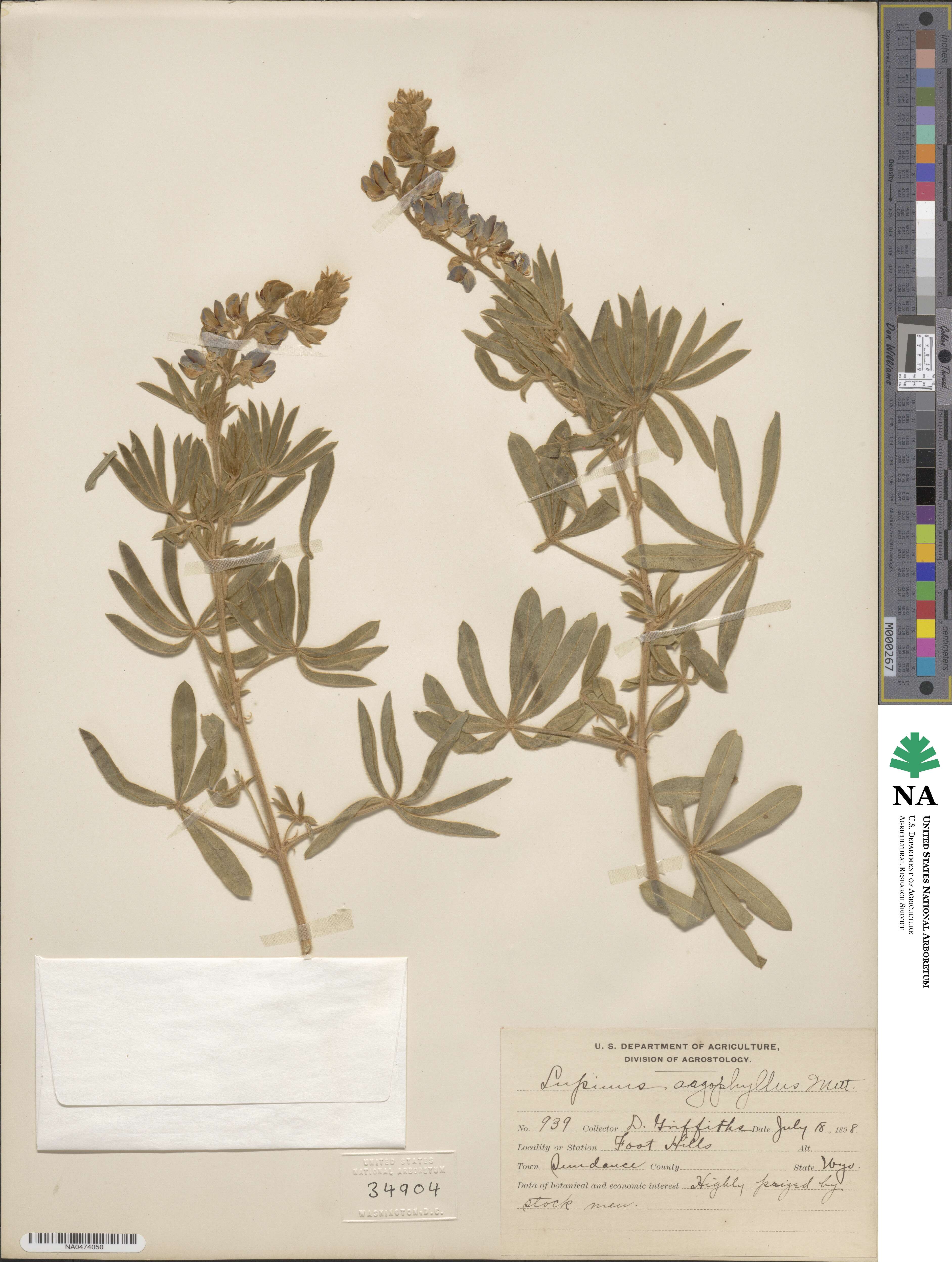 Lupinus caudatus var. argophyllus image