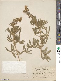 Lupinus caudatus var. argophyllus image