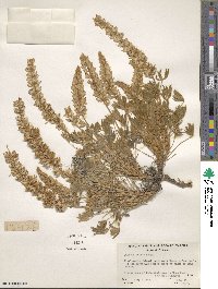 Lupinus aridus image