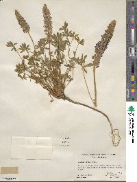 Lupinus aridus image