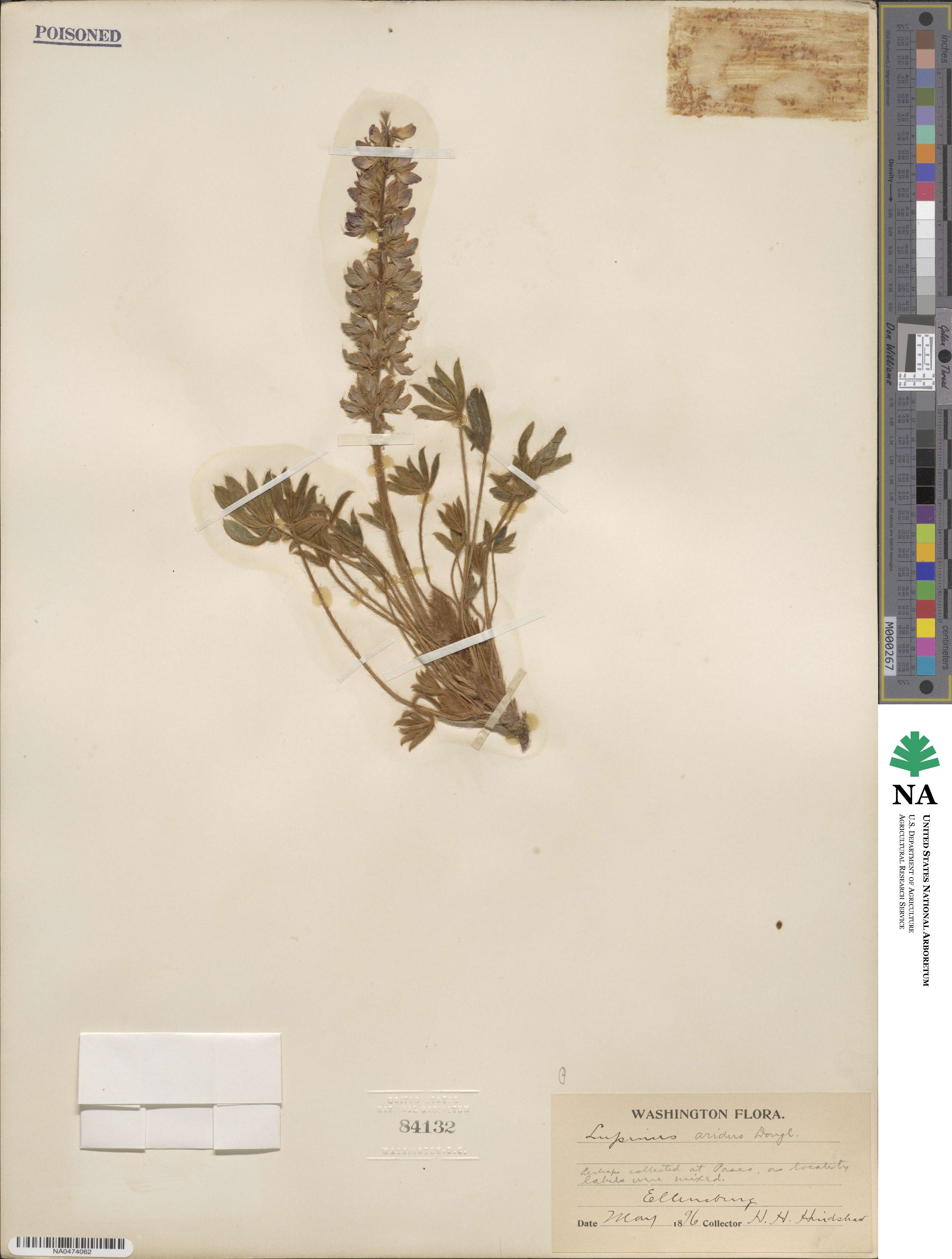 Lupinus aridus image
