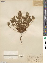 Lupinus aridus image