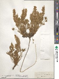 Lupinus aridus image