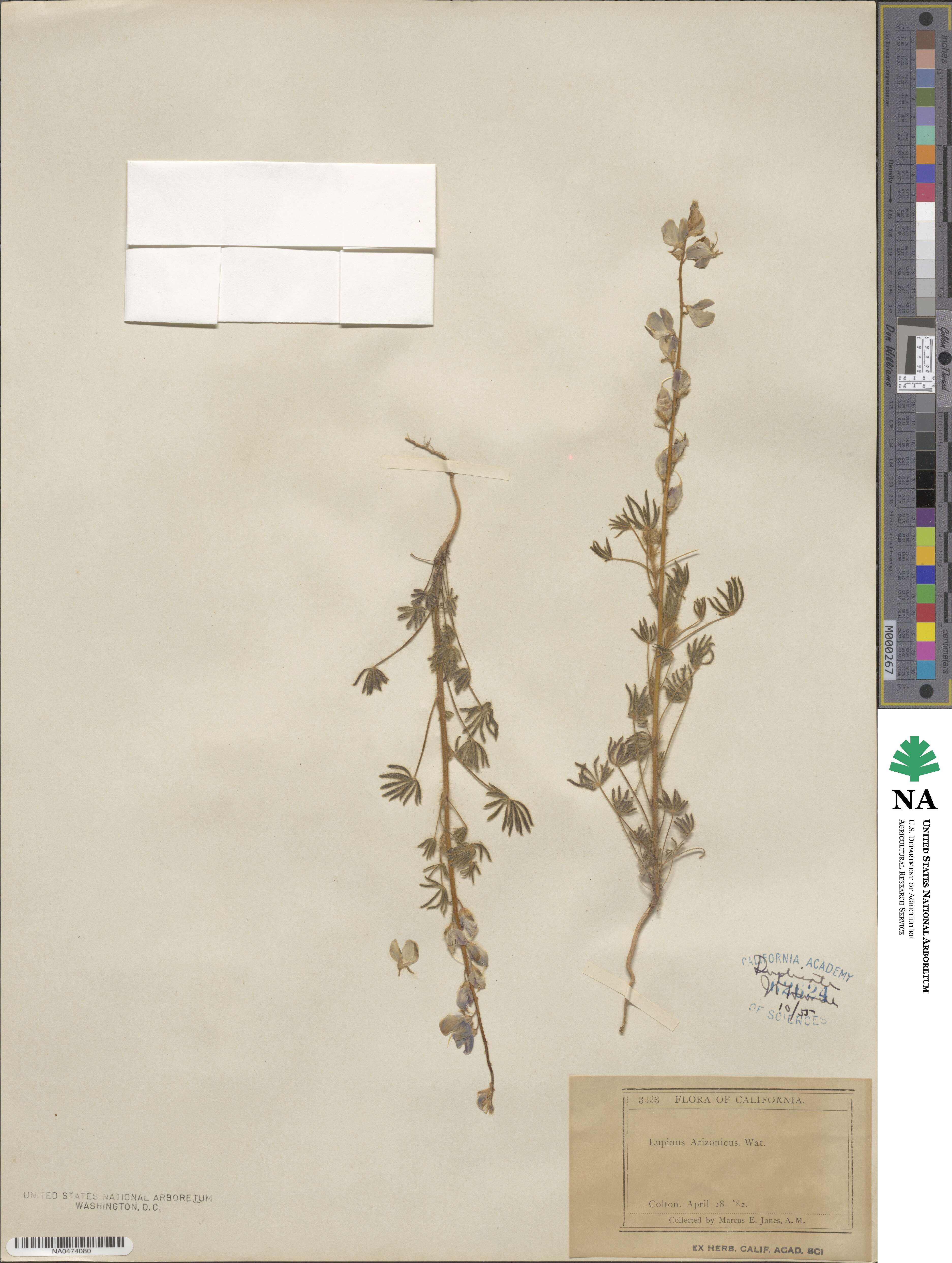 Lupinus arizonicus image