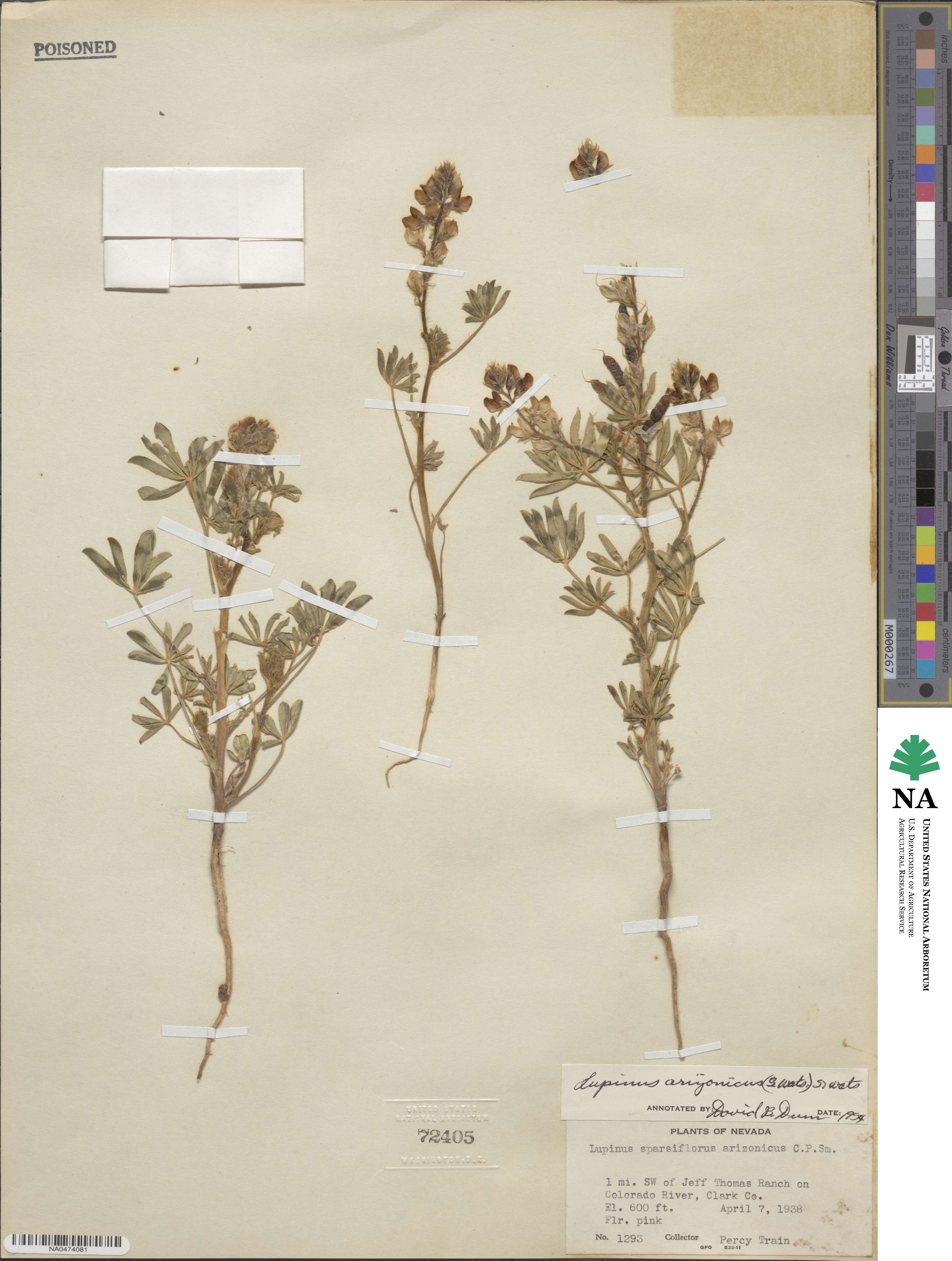 Lupinus arizonicus image