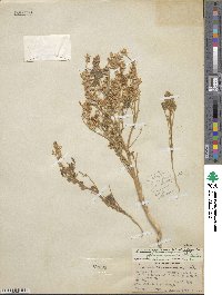 Lupinus arizonicus image