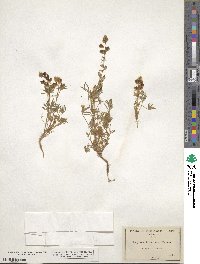 Lupinus arizonicus image