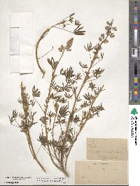 Lupinus arizonicus image