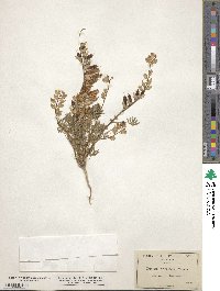 Lupinus arizonicus image