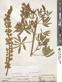 Lupinus barbiger image