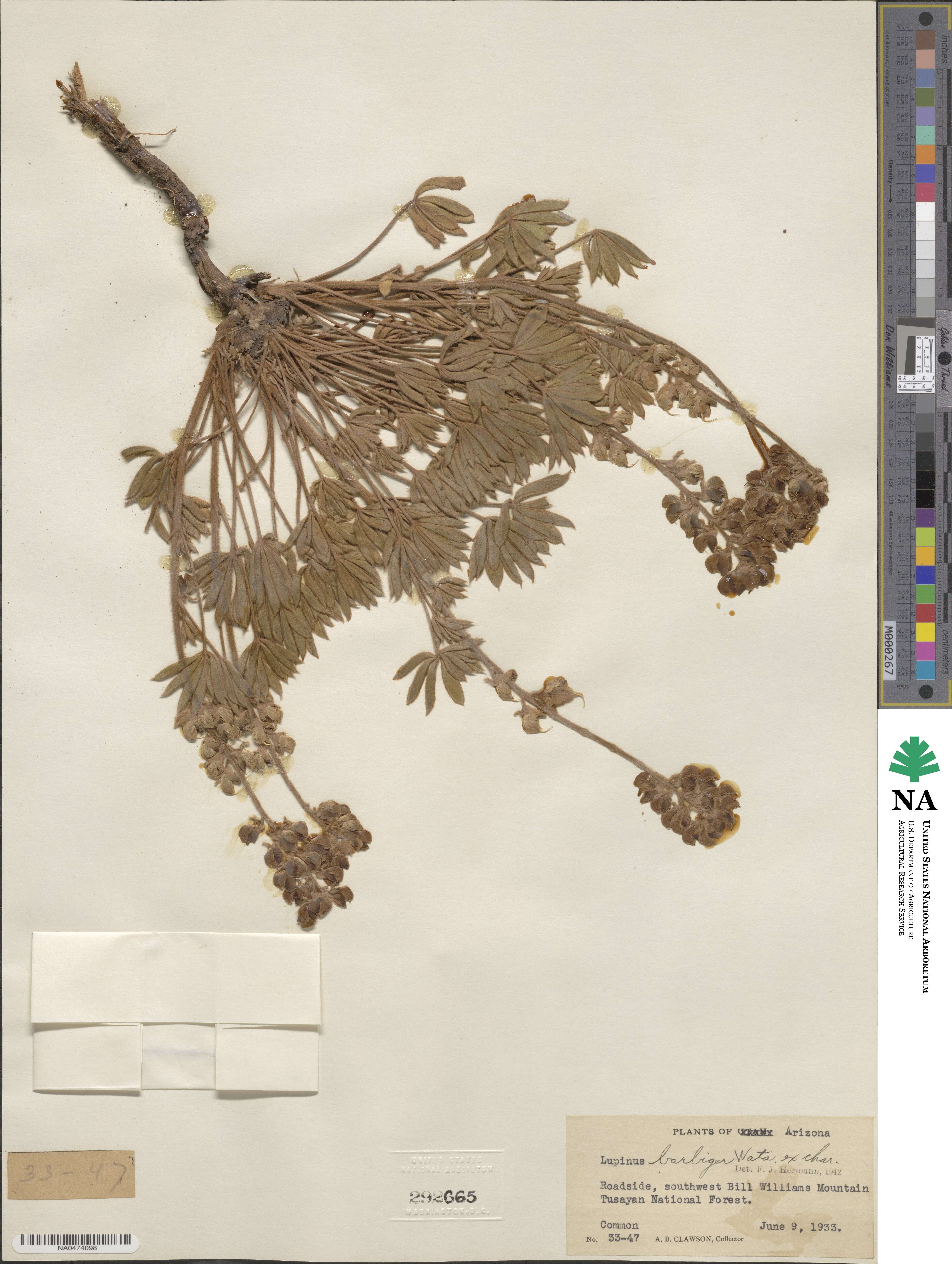 Lupinus barbiger image