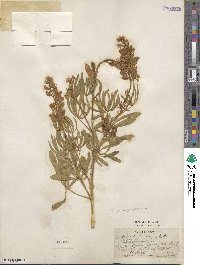 Lupinus barbiger image