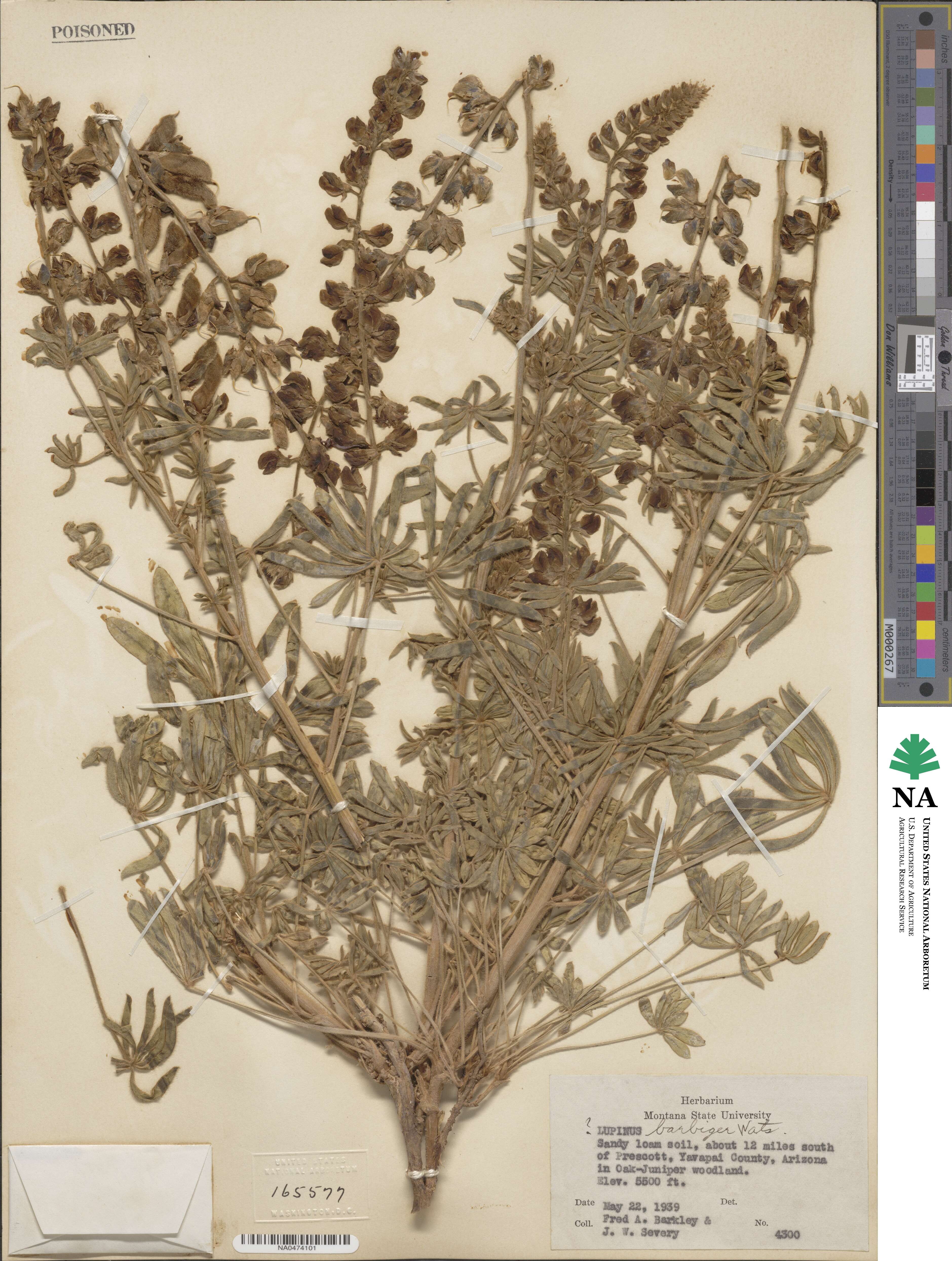Lupinus barbiger image