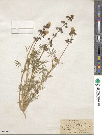 Lupinus benthamii image