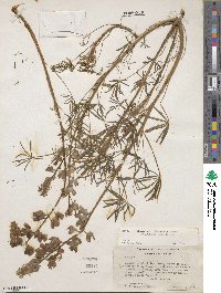 Lupinus benthamii image