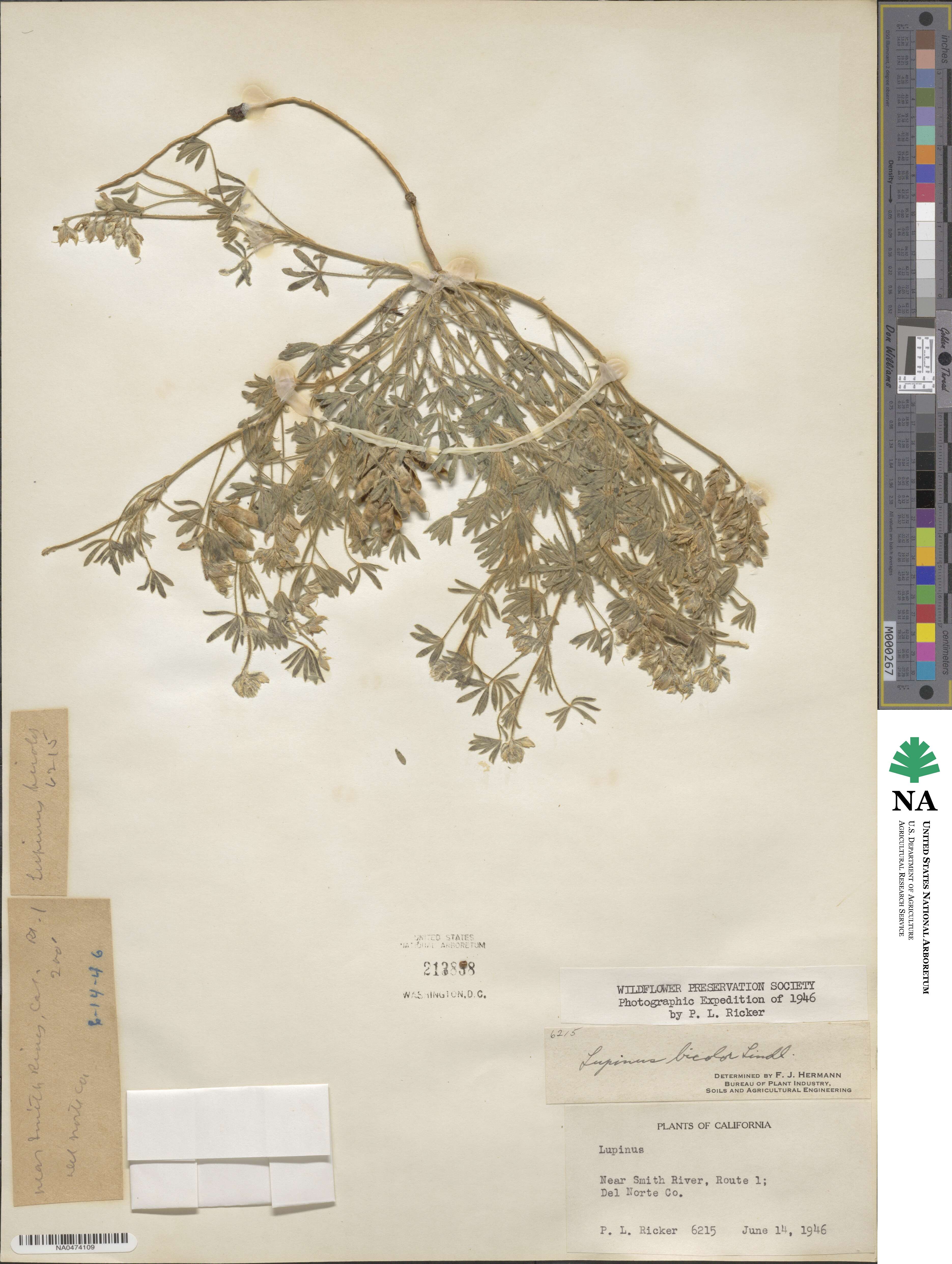 Lupinus bicolor image