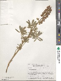 Lupinus neomexicanus image