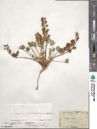 Lupinus brevicaulis image