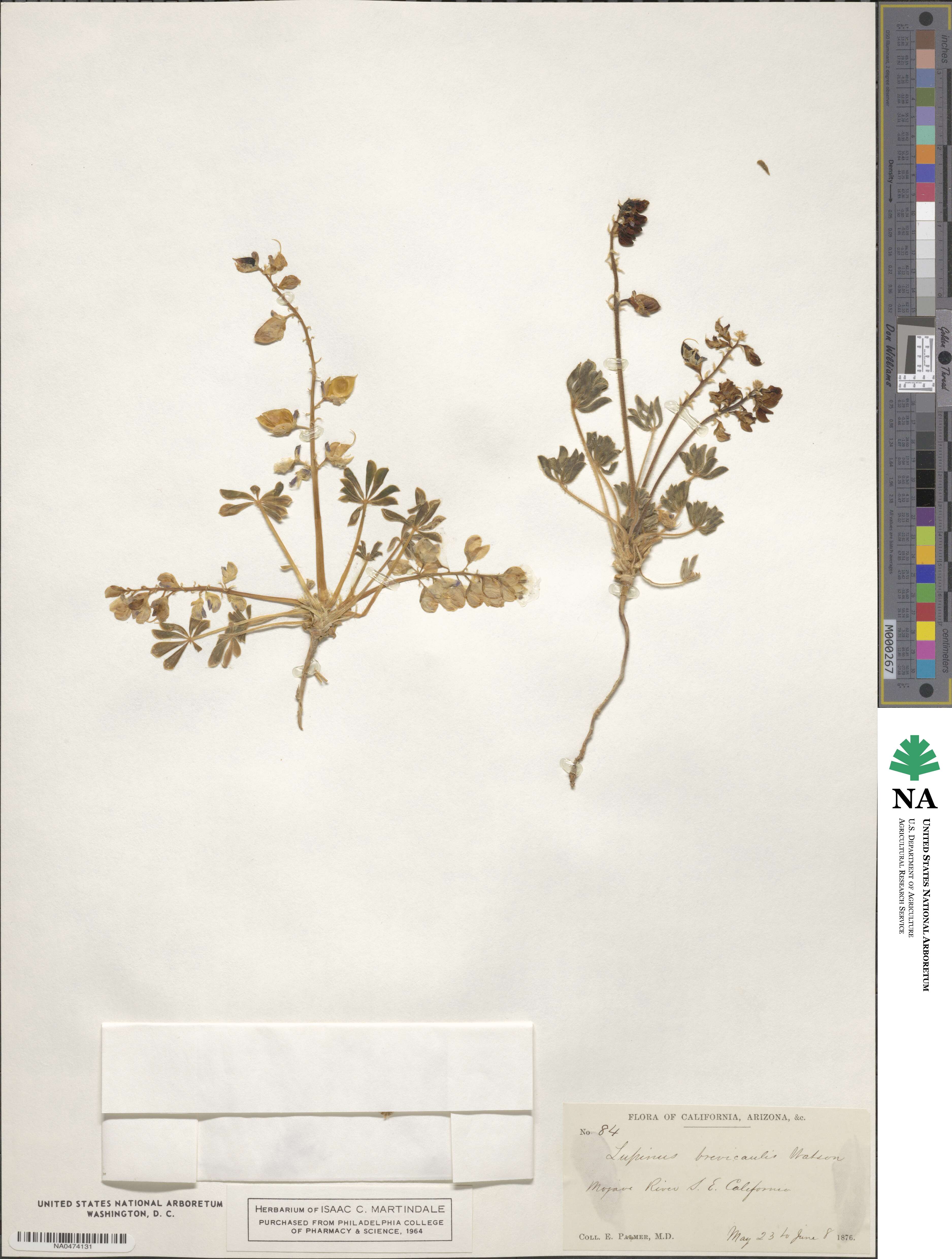 Lupinus brevicaulis image