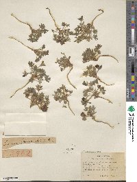 Lupinus brevicaulis image