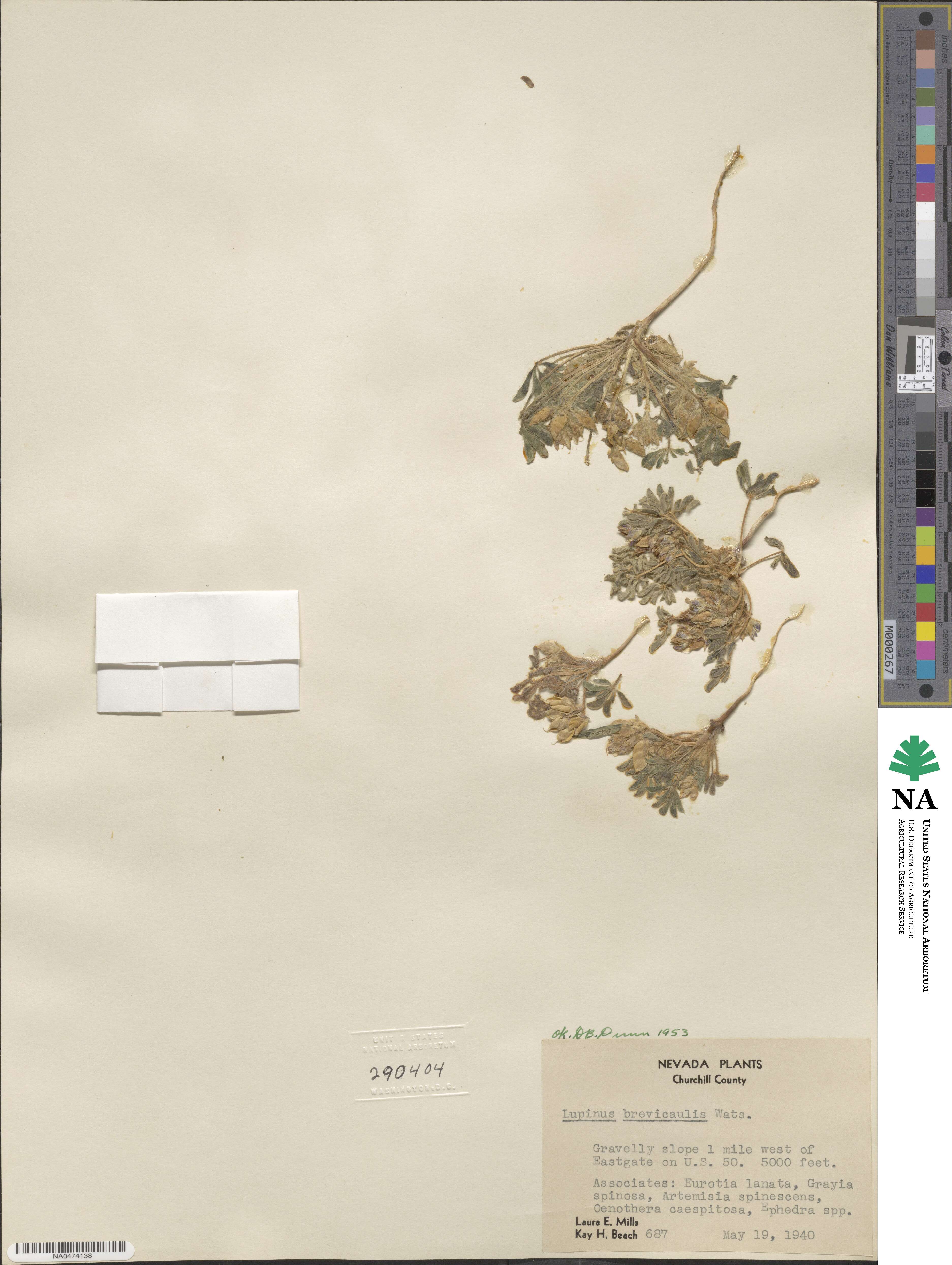 Lupinus brevicaulis image
