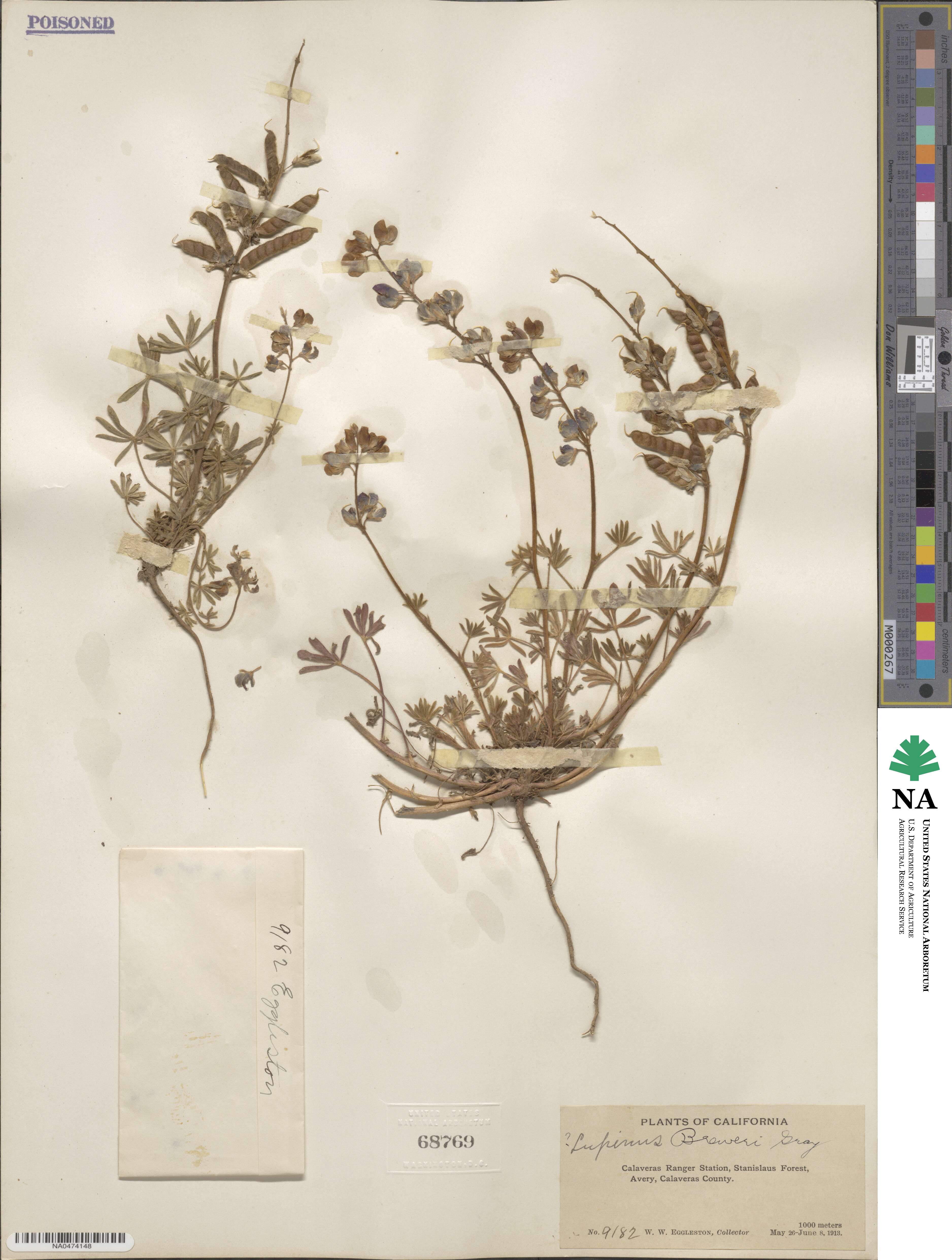 Lupinus breweri image