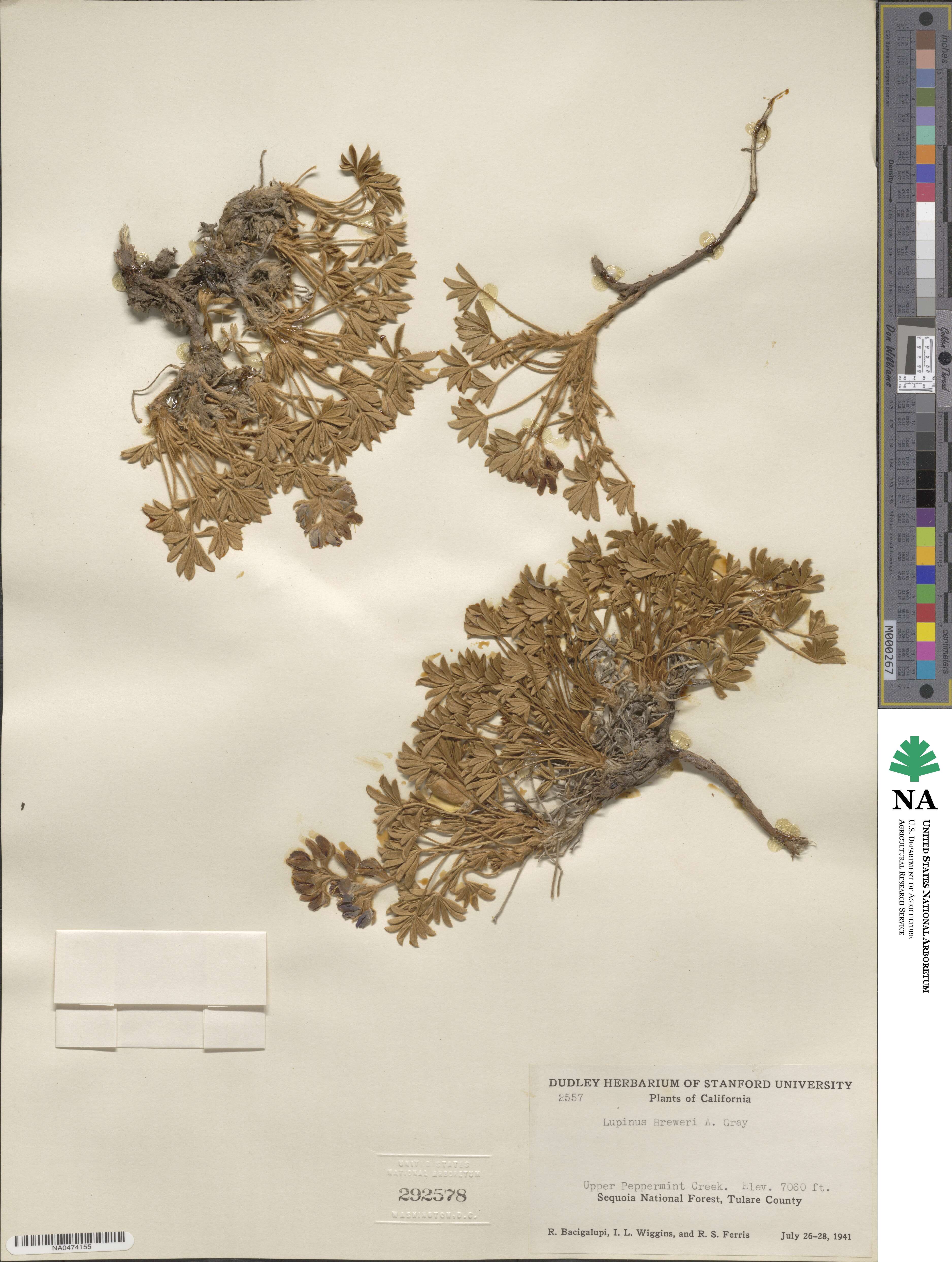 Lupinus breweri image