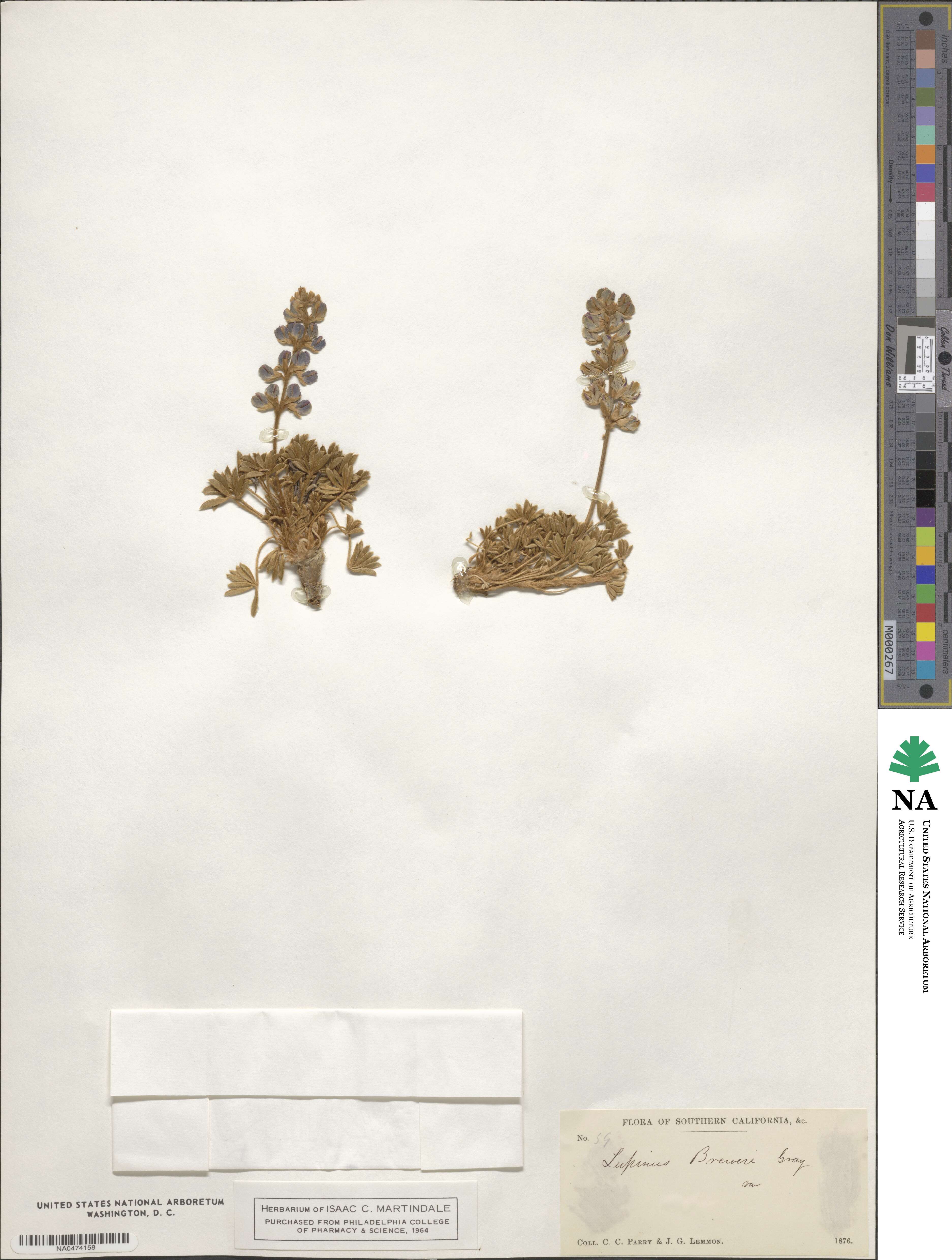 Lupinus breweri image
