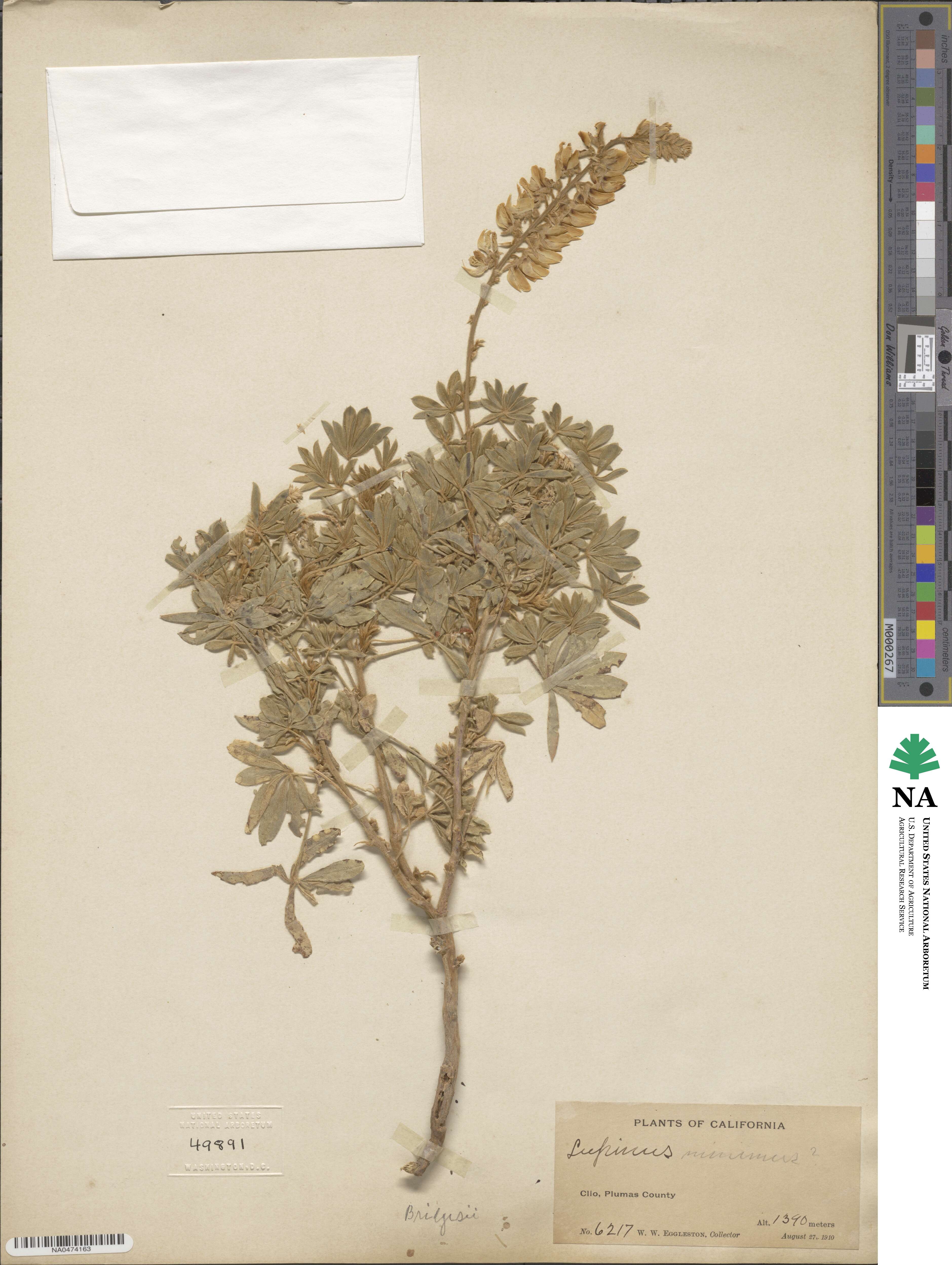 Lupinus bridgesii image