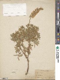 Image of Lupinus bridgesii