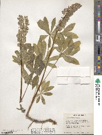 Lupinus burkei image