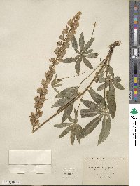 Lupinus burkei image