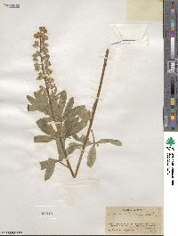 Lupinus burkei image